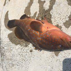 アコウですよね？